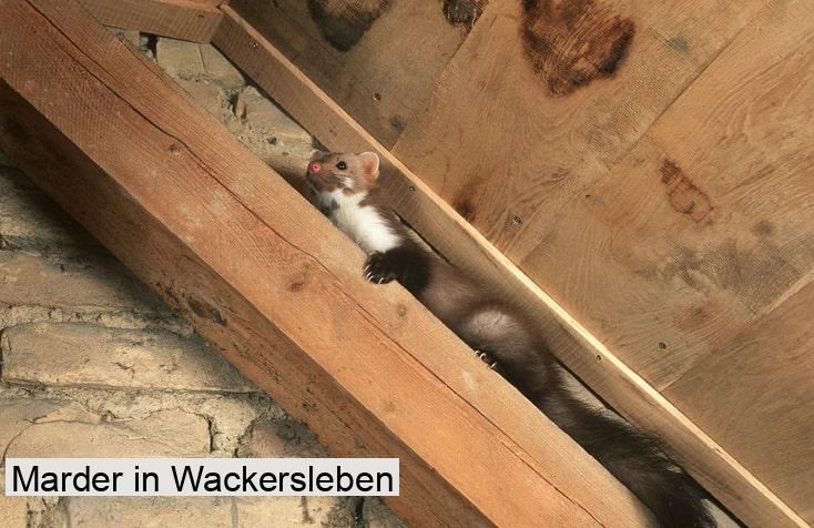 Marder in Wackersleben